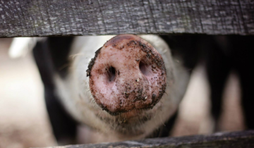 Targeting African Swine Fever
